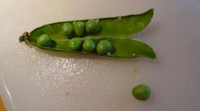 Manx Queenies and mashed peas with mint 1