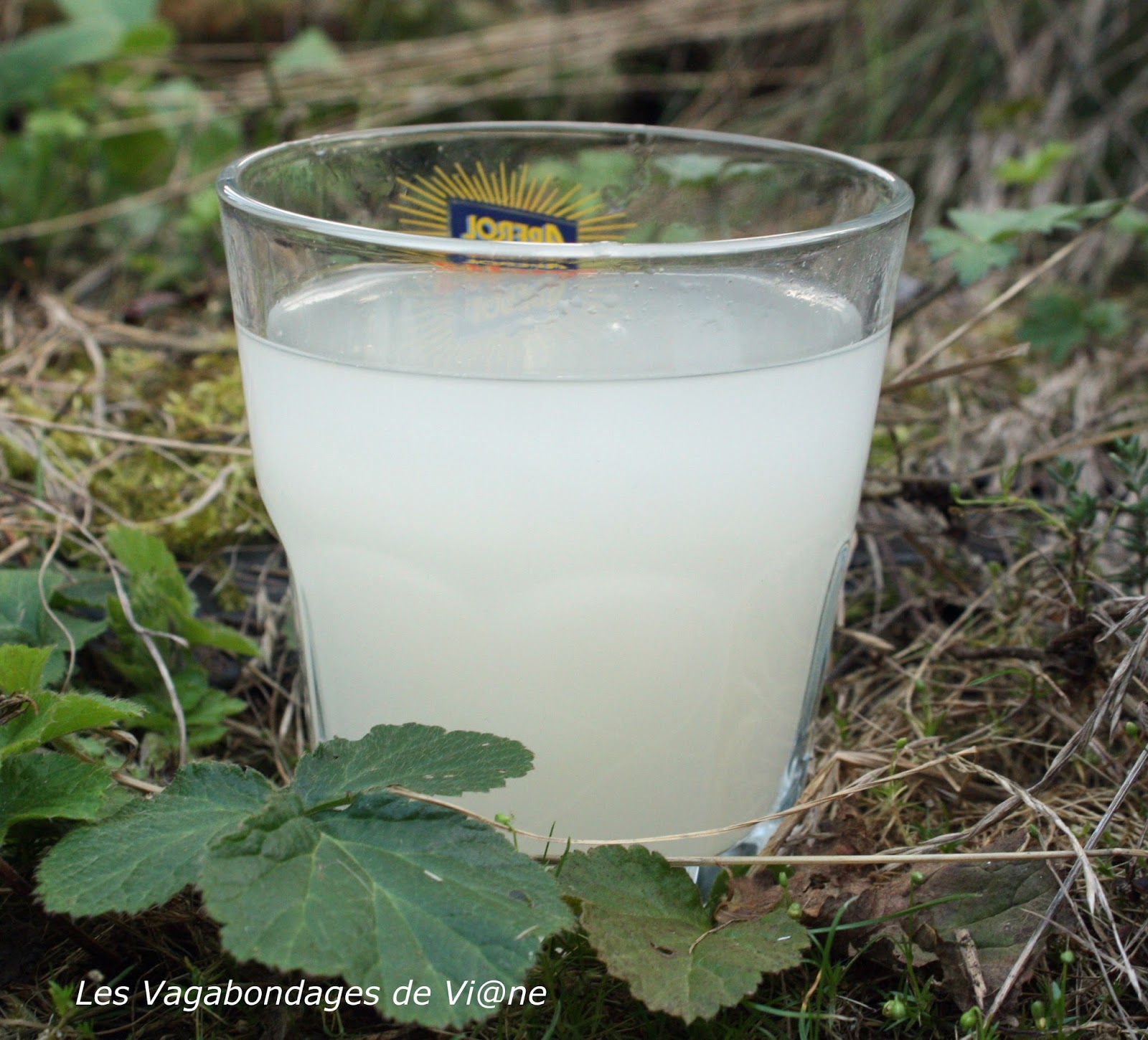 recettes maliennes Boisson au gingembre