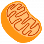 Une mitochondrie en coupe