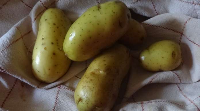 Essuyer les pommes de terre avec un torchon